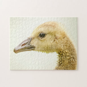 Canadian Goose (Gosling) Jigsaw Puzzle