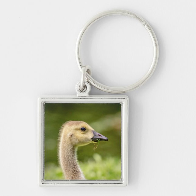 Canadian Goose (Gosling) Key Ring (Front)