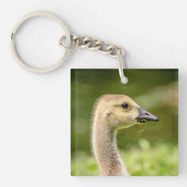 Canadian Goose (Gosling) Key Ring (Front)