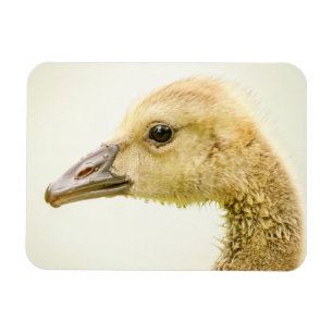 Canadian Goose (Gosling) Magnet