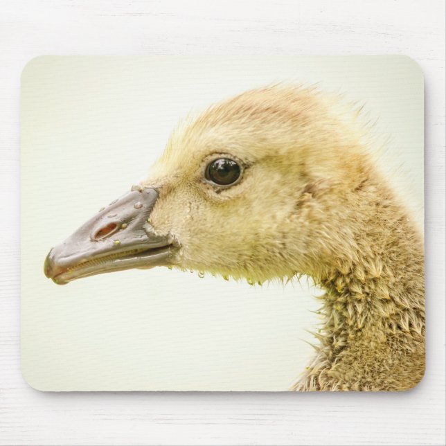 Canadian Goose (Gosling) Mouse Mat (Front)