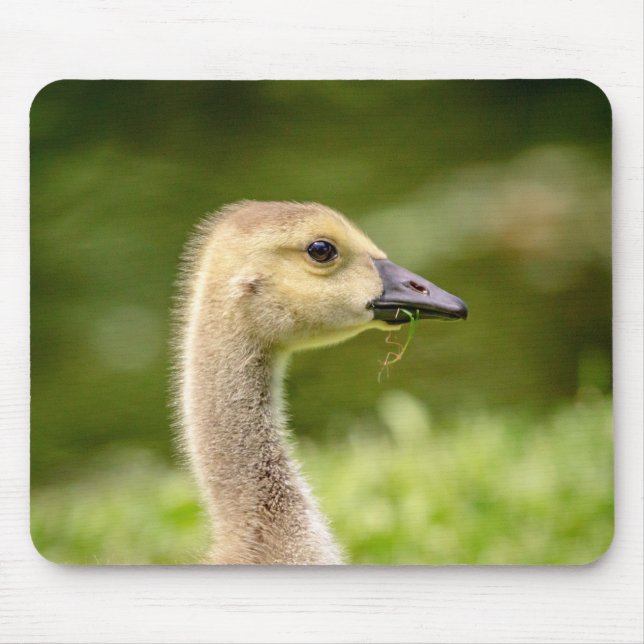 Canadian Goose (Gosling) Mouse Mat (Front)