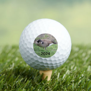 Canadian Goose In Texas  Golf Balls