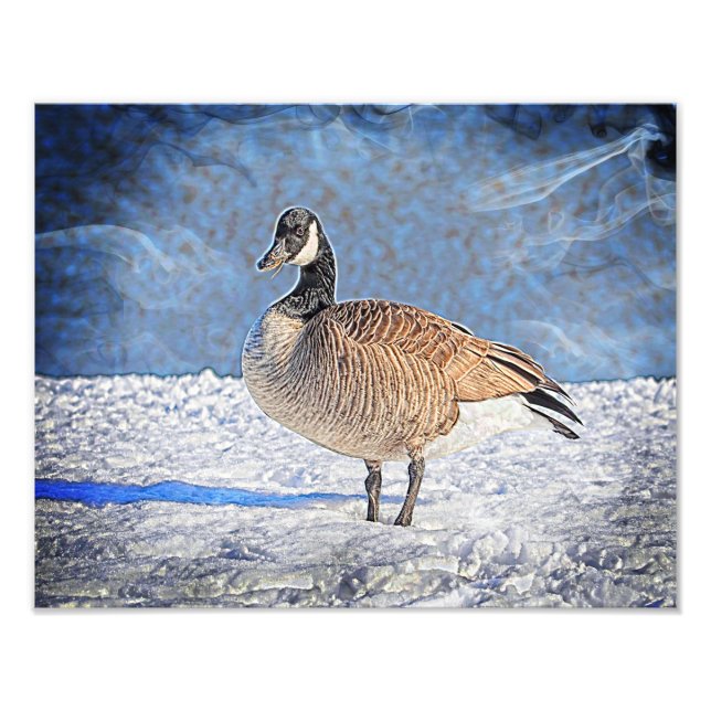 Canadian Goose in the snow Photo Print (Front)