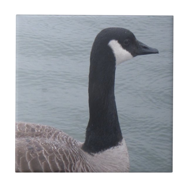 Canadian Goose on a Lake Tile (Front)