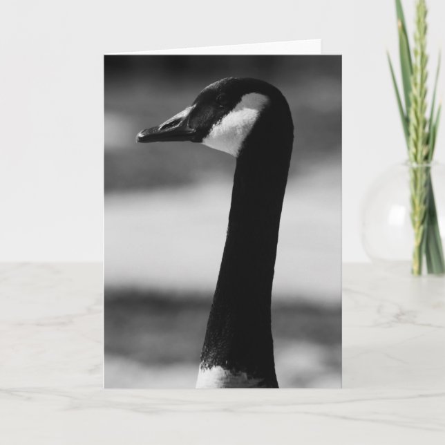 Canadian Goose Portrait Greeting Card,Note Card (Front)