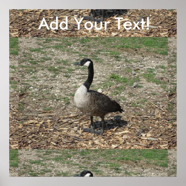 Canadian Goose Poster (Front)