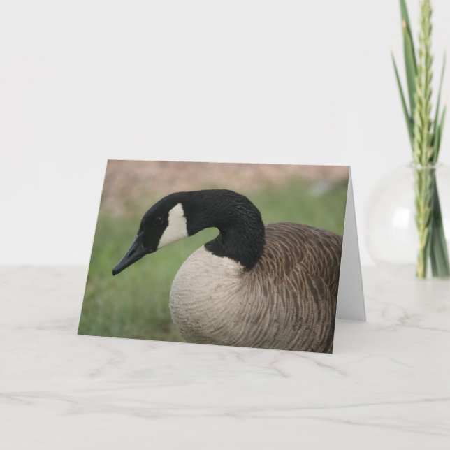 "Canadian Goose" Wildlife Greeting Card (Front)