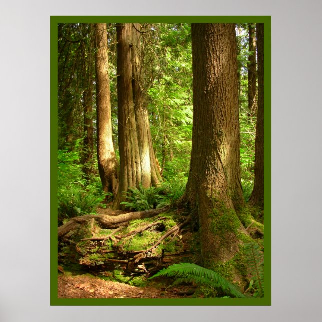 Canadian Landscape West Coast Forest Art Print (Front)