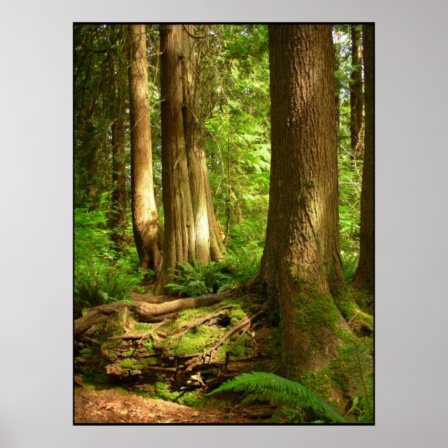 Canadian Landscape West Coast Forest Art Print (Front)