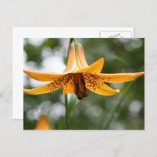 Canadian Lily Flower Photography Personalized Postcard