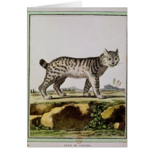 Canadian Lynx