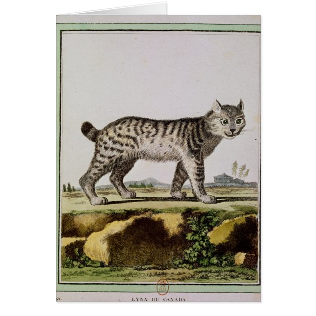 Canadian Lynx (Front)