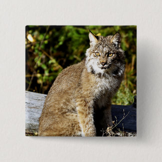 Canadian Lynx 15 Cm Square Badge