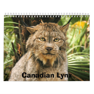 Canadian Lynx 4200e, Canadian Lynx Calendar