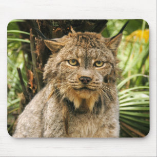Canadian Lynx 4200e Mouse Mat