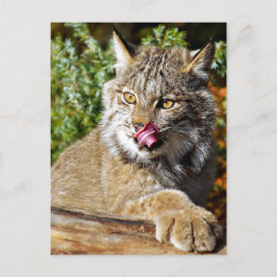 Canadian Lynx - All In Postcard