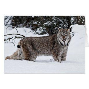 Canadian Lynx in the Snow