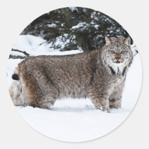 Canadian Lynx in the Snow Classic Round Sticker