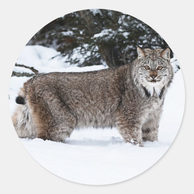 Canadian Lynx in the Snow Classic Round Sticker (Front)