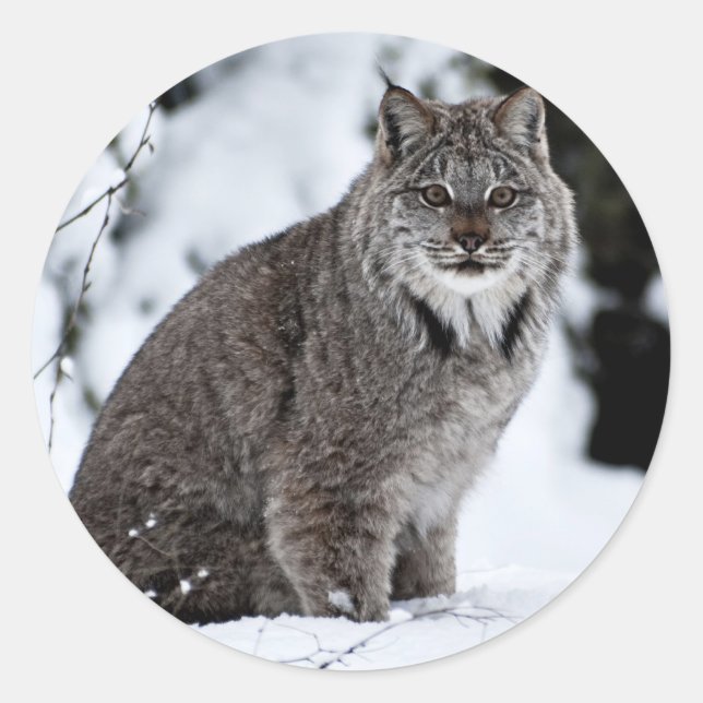 Canadian Lynx in the Snow Classic Round Sticker (Front)