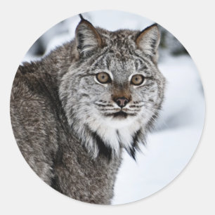Canadian Lynx in the Snow Classic Round Sticker
