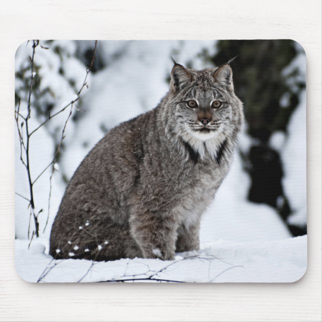 Canadian Lynx in the Snow Mouse Mat (Front)