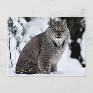 Canadian Lynx in the Snow Postcard