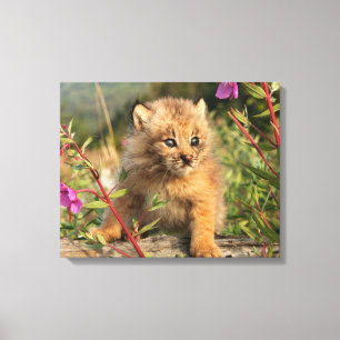 Canadian Lynx Kitten, Alaska Canvas Print