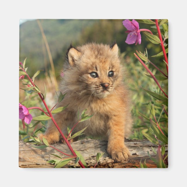 Canadian Lynx Kitten, Alaska Magnet (Front)