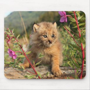 Canadian Lynx Kitten, Alaska Mouse Mat