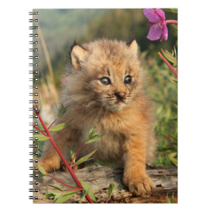 Canadian Lynx Kitten, Alaska Notebook