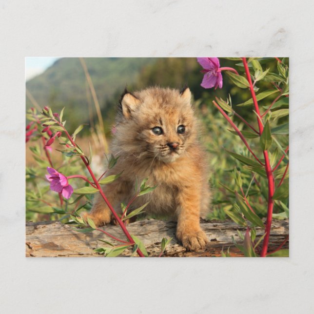 Canadian Lynx Kitten, Alaska Postcard (Front)