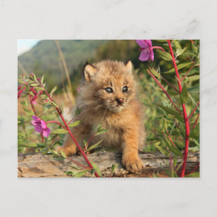 Canadian Lynx Kitten, Alaska Postcard