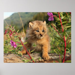 Canadian Lynx Kitten, Alaska Poster