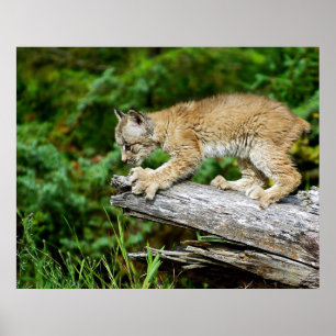 Canadian Lynx Kitten on the Hunt Poster