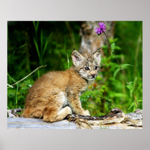 Canadian Lynx Kitten Poster