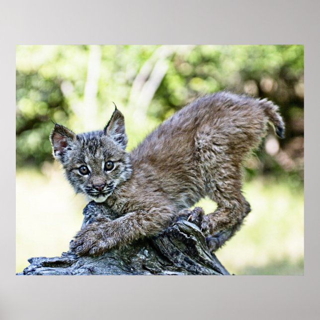 Canadian Lynx Kitten Poster (Front)