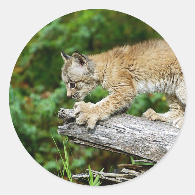 Canadian Lynx Kitten Ready to Pounce Classic Round Sticker (Front)