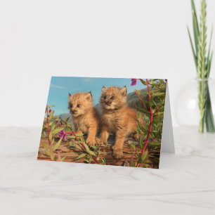 Canadian Lynx Kittens, Alaska Card