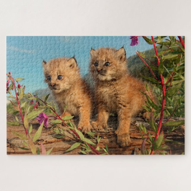 Canadian Lynx Kittens, Alaska Jigsaw Puzzle (Horizontal)