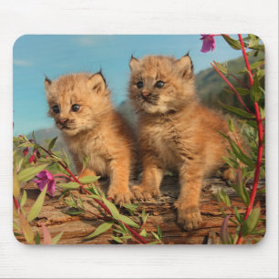 Canadian Lynx Kittens, Alaska Mouse Mat