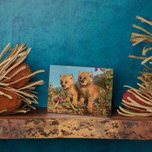 Canadian Lynx Kittens, Alaska Plaque