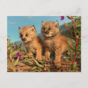 Canadian Lynx Kittens, Alaska Postcard