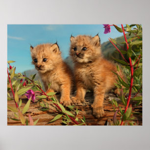 Canadian Lynx Kittens, Alaska Poster