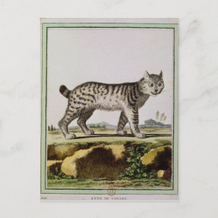 Canadian Lynx Postcard