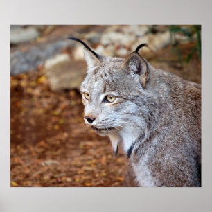 Canadian Lynx Poster