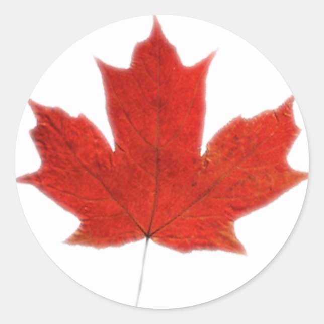 Canadian... Maple leaf Classic Round Sticker (Front)