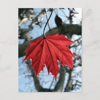 Canadian Maple Leaf Postcard