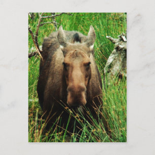 Canadian Moose Postcard
